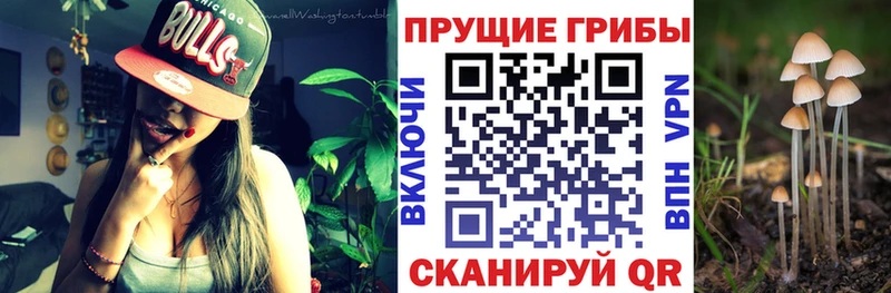 Псилоцибиновые грибы MAGIC MUSHROOMS  сайты даркнета клад  Облучье  закладка 